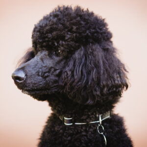 Winston is a standard poodle in black with styled hair