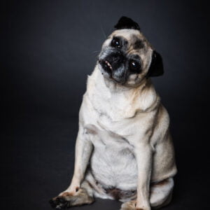 old dog Moe photographed in studio on grey background
