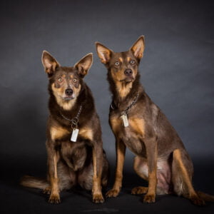 two female kelpies on a grey background